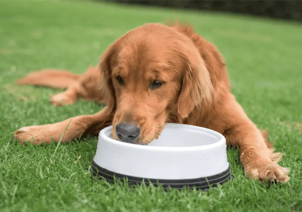 Can Dogs Drink Alkaline Water? An InDepth Analysis Oasys Water